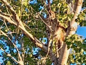 Ağaçtaki Anadolu Parsı değilmiş! Gerçek sonradan ortaya çıktı