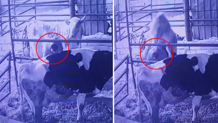 Ahırda bir garip olay! Videosu olmasa kimse inanmaz