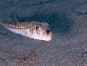 Bu balığı avladılar, 1 milyon 227 bin 144 lira destek aldılar