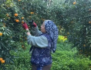 Coğrafi işaretli Bodrum mandalinası bahçede 15-20, manavlarda 100 liradan satılıyor