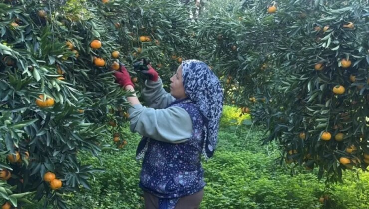 Coğrafi işaretli Bodrum mandalinası bahçede 15-20, manavlarda 100 liradan satılıyor