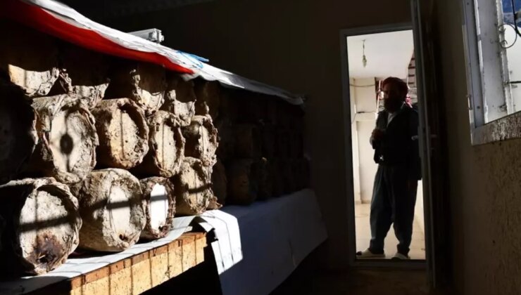 Evinin en güzel odasını tahsis etti! Kilosunu 10 bin TL’den satıyor