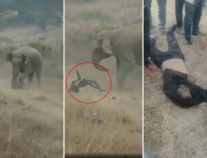 Fil sürüsü köylülere saldırdı! 4 kişi ezilerek can verdi, tehlike geçmiş değil