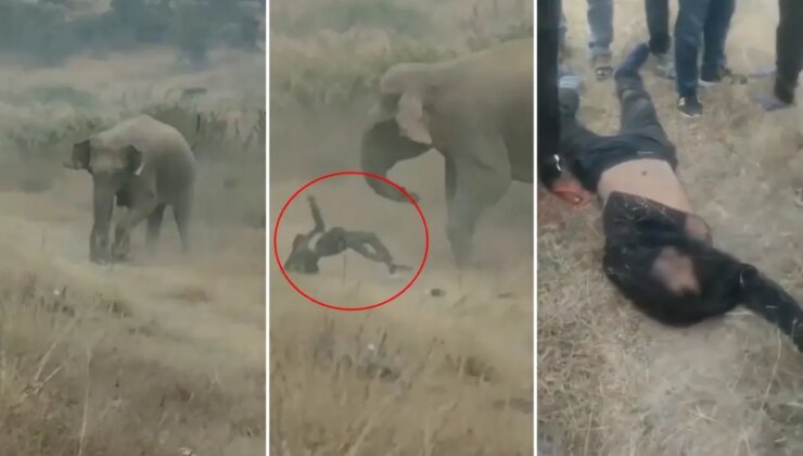 Fil sürüsü köylülere saldırdı! 4 kişi ezilerek can verdi, tehlike geçmiş değil