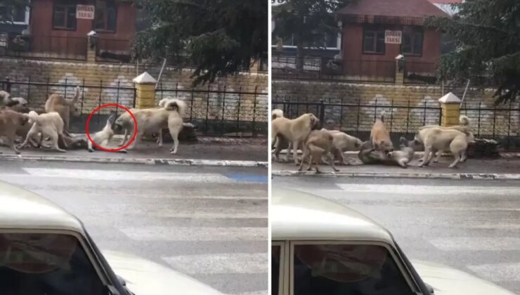 O bir çocuk da olabilirdi! Sokak ortasında dehşete düşüren görüntü