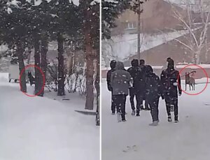 Okul bahçesine giren kurt köpeği öğrencilere saldırdı: 3 yaralı