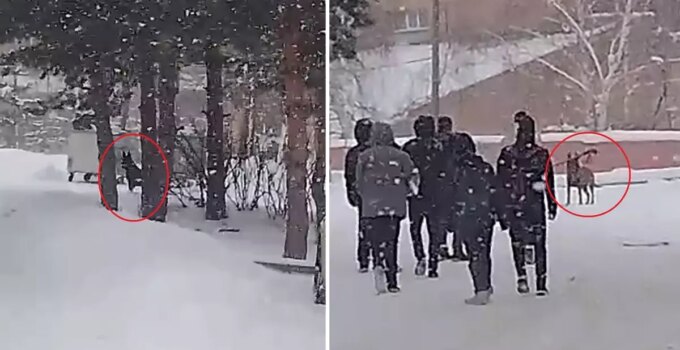 Okul bahçesine giren kurt köpeği öğrencilere saldırdı: 3 yaralı