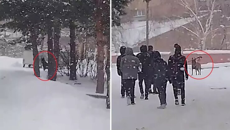 Okul bahçesine giren kurt köpeği öğrencilere saldırdı: 3 yaralı