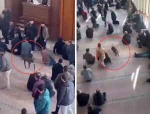Pitbull bir anda içeriye girdi! Cami cemaati nereye uğradığını şaşırdı