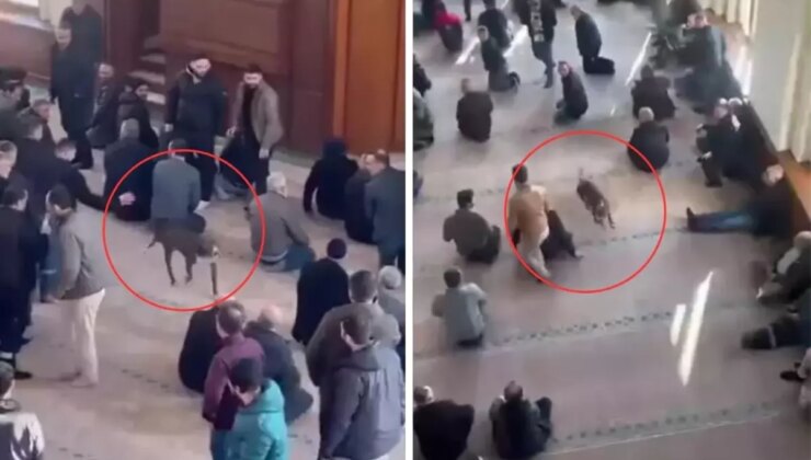 Pitbull bir anda içeriye girdi! Cami cemaati nereye uğradığını şaşırdı
