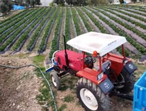 Yaz meyvesinde kış hasadı başladı! Kilosu 130 TL’den satılıyor