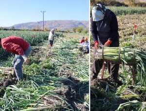 Yüzlerce dönümlük hasat! İlçenin tamamı kokmaya başladı, işçiler adeta akın etti
