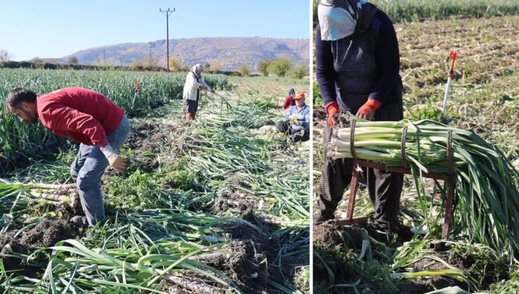 Yüzlerce dönümlük hasat! İlçenin tamamı kokmaya başladı, işçiler adeta akın etti